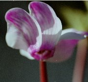 �V�N�������i��ĉz���j