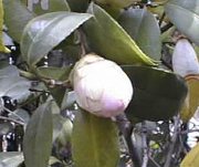 ���̃c�o�L�C���N�Q�̂܂܂ŁC�Ԃ��������Ƃ�����܂���B�Ƃ��Ƃ��C�����P�S�N�Ɍ͂�Ă��܂��܂����B