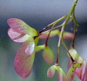 �����ł̎�