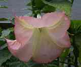 �G���[���X�g�����y�b�g