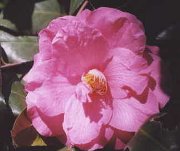 �t�̐悪�����̐K���̂悤�ɕ�����Ă��܂��B