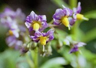 ���Ⴊ����