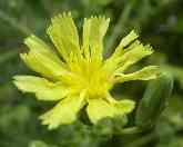 �T���_��