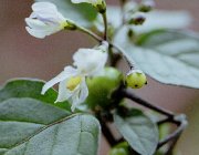 ���ʂق�����