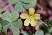 �����΂�