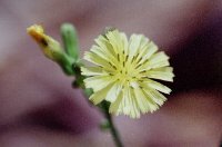 ���ɂ��т炱