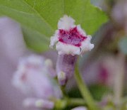 �ւ�������