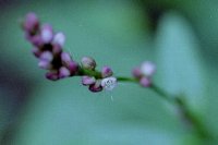 ���ʂ���