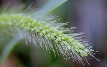 ���̂��낮��