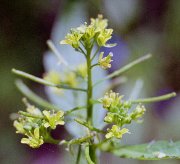 ���ʂ��炵