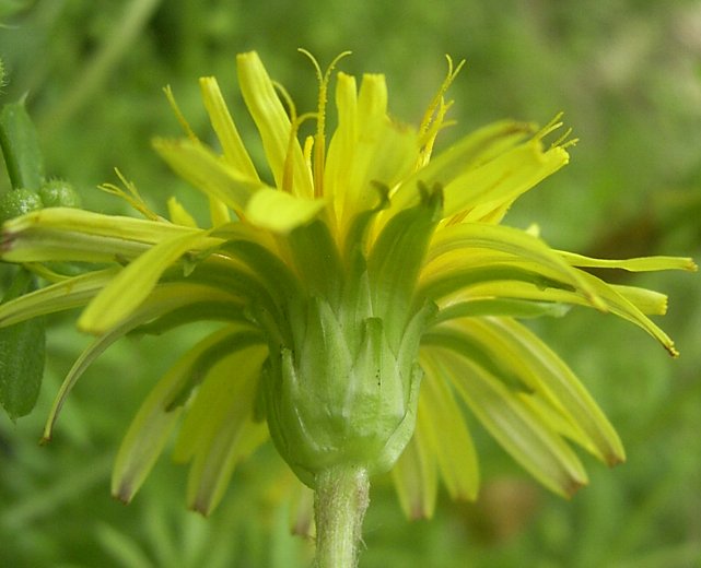 ����ۂہi���{�j