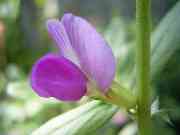 ���炷�̂���ǂ�