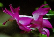 �V���R�o�V���{�e��