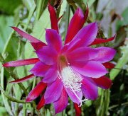 �N�W���N�T�{�e��