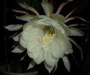 �������l